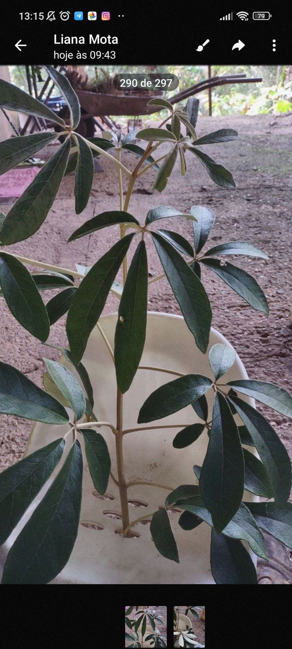 Identificação da planta Mandioca por foto