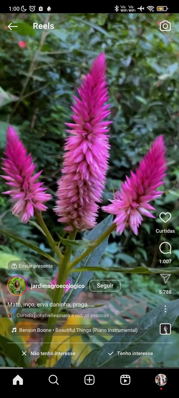 Identificação da planta Cipó-de-veado por foto