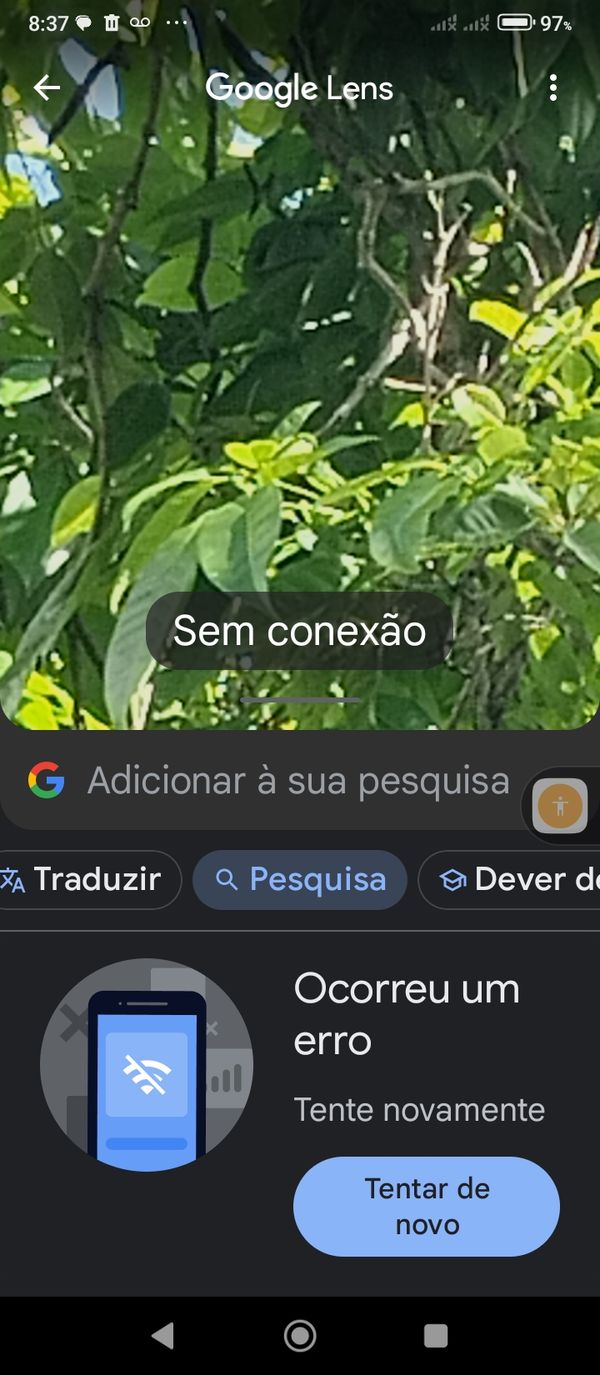 Identificação da planta Jasmim-manga por foto
