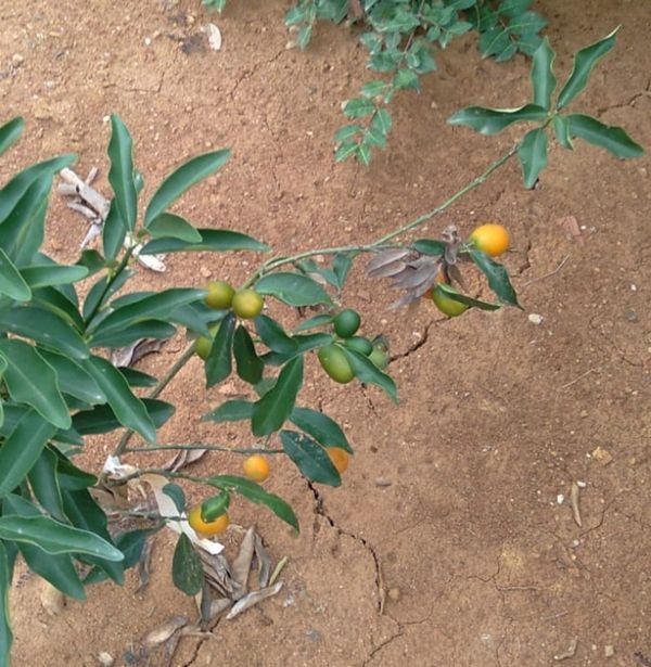 Identificação da planta Kinkan por foto