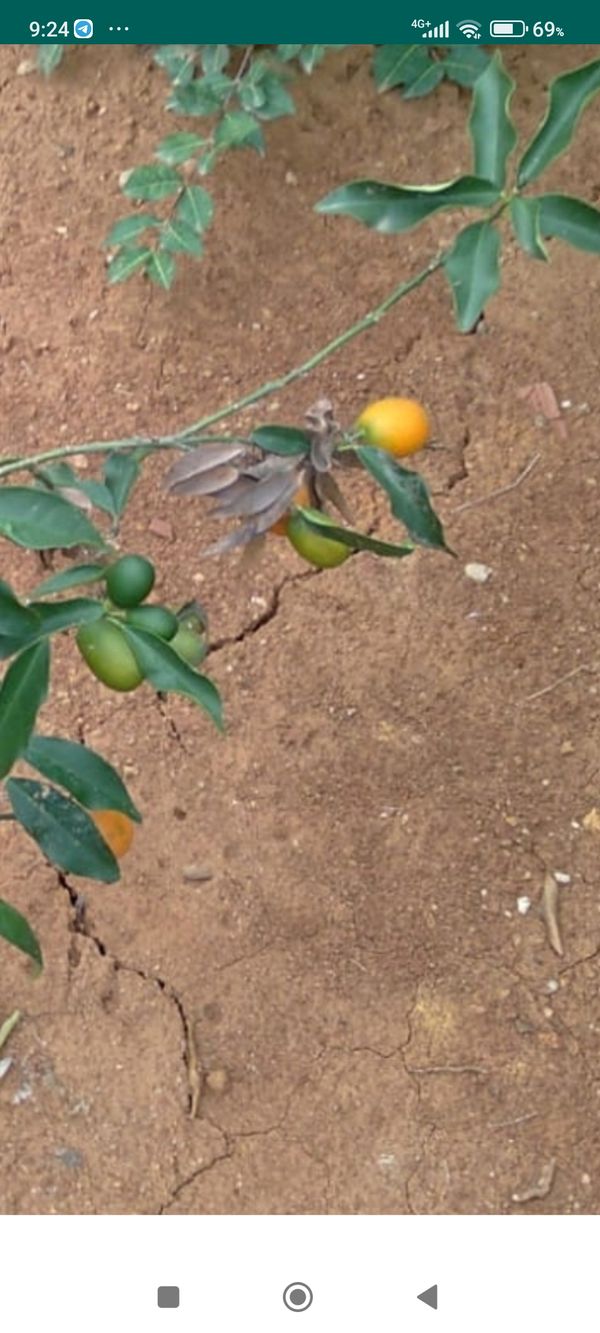 Identificação da planta Kinkan por foto