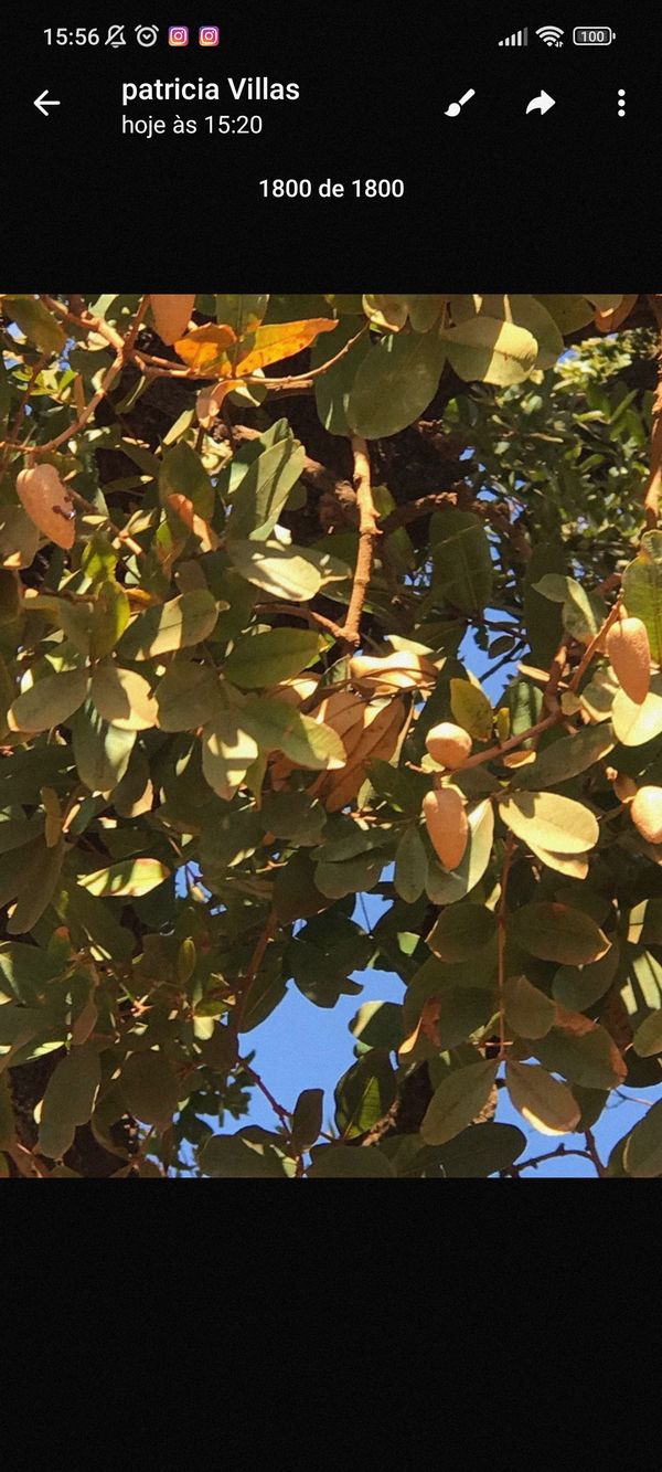 Identificação da planta Pau-terra por foto
