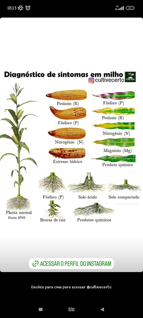 Identificação da planta Milho por foto