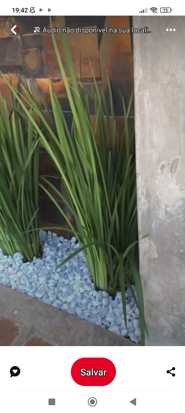 Identificação da planta Iris-amarelo por foto