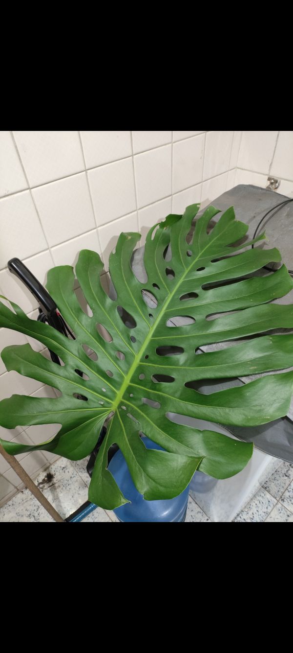 Identificação da planta Costela-de-adão por foto