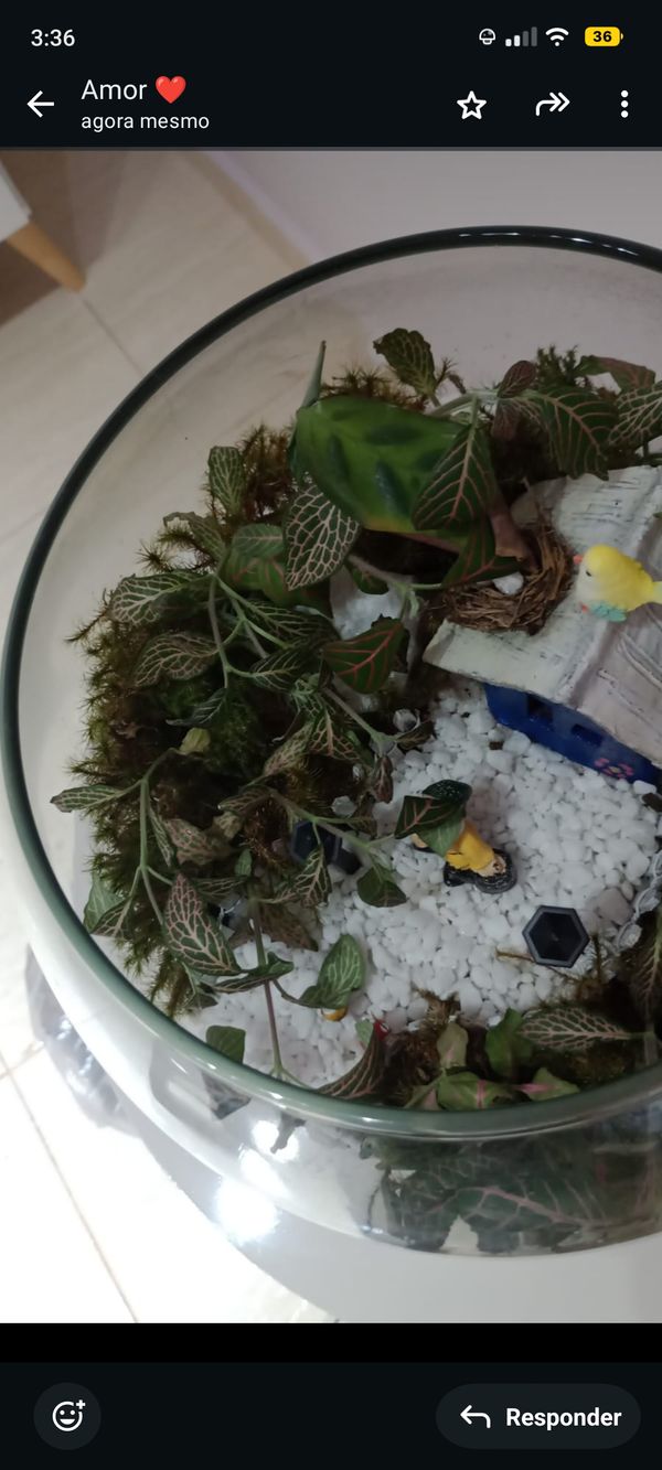 Identificação da planta Nervura-branca por foto