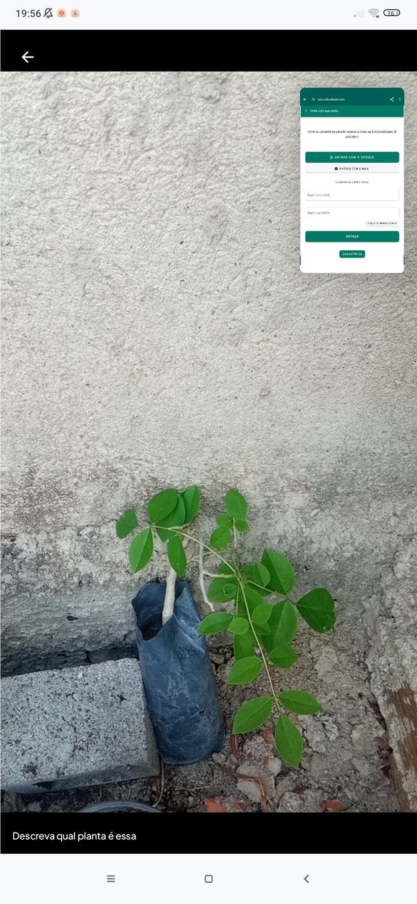 Identificação da planta Feijão-borboleta por foto