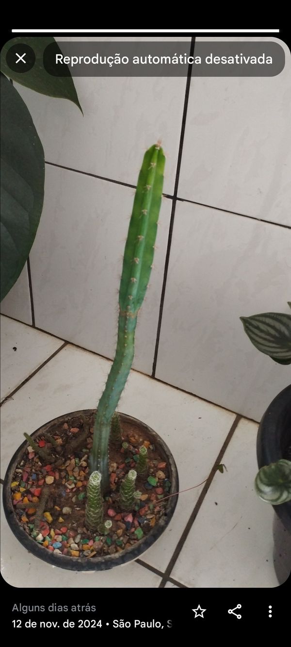 Identificação da planta Cacto San Pedro por foto