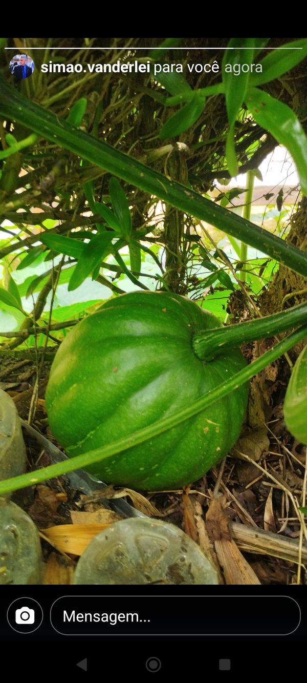 Identificação da planta Abóbora por foto