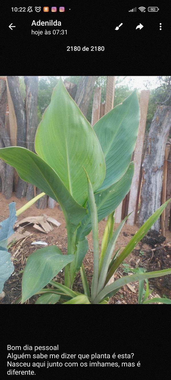 Identificação da planta Paquevira por foto
