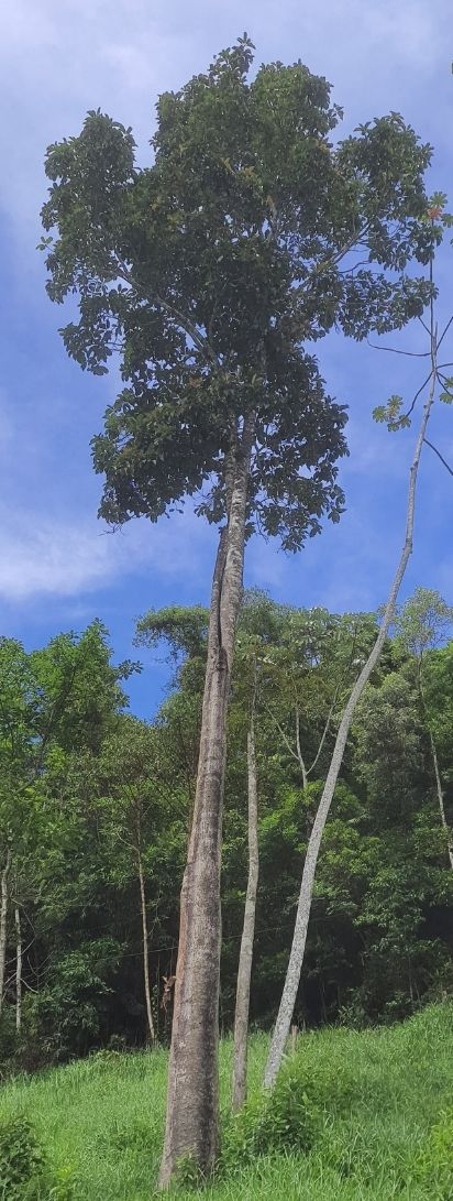 Identificação da planta Embaúba por foto