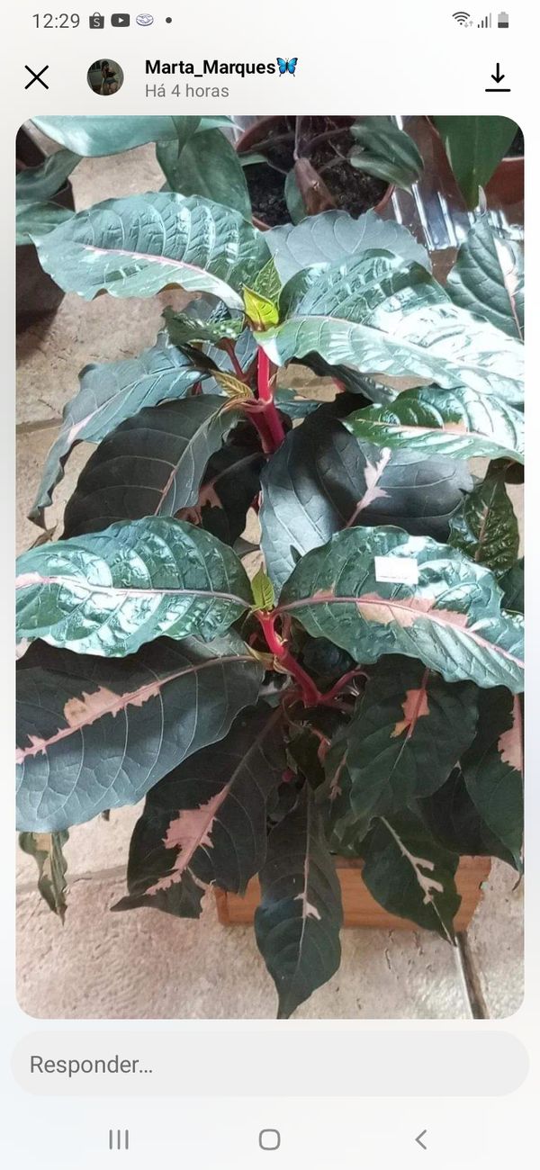 Identificação da planta Púrpura por foto