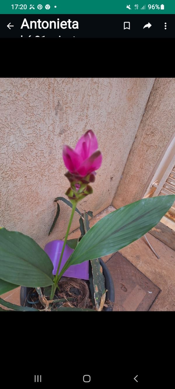 Identificação da planta Tulipa-do-siam por foto