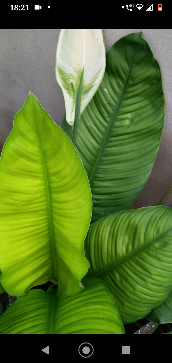 Identificação da planta Lírio-da-paz por foto