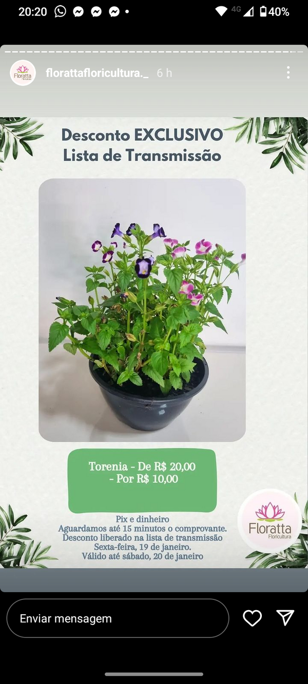 Identificação da planta Violeta-de-jardim por foto