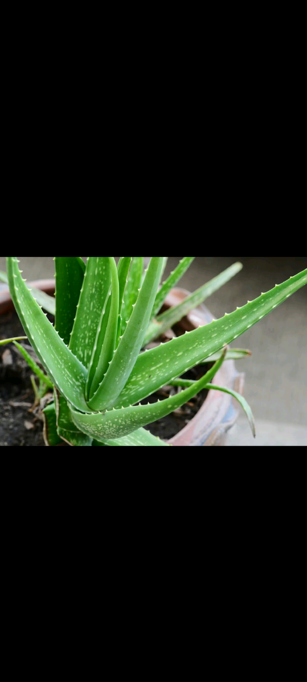 Identificação da planta Babosa por foto