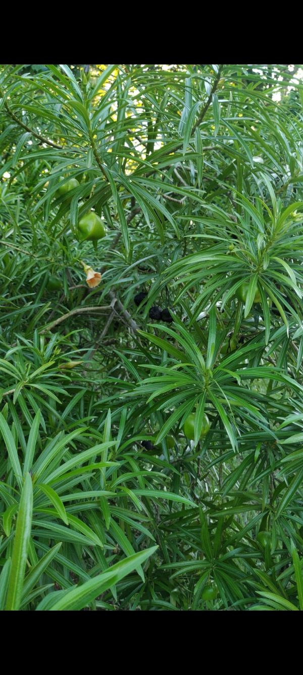 Identificação da planta Chapéu-de-Napoleão por foto