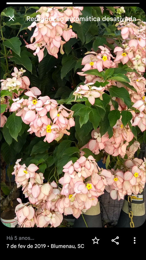 Identificação da planta Mussaenda por foto