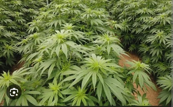 Identificação da planta Maconha por foto