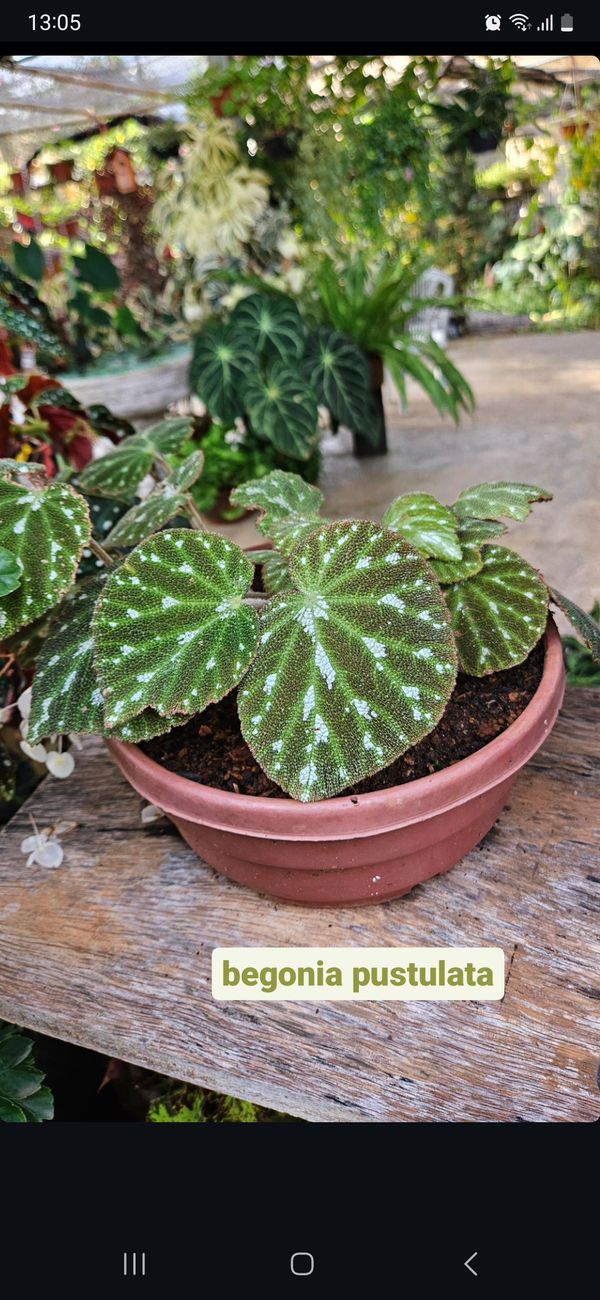 Identificação da planta Begônia-pustulada por foto