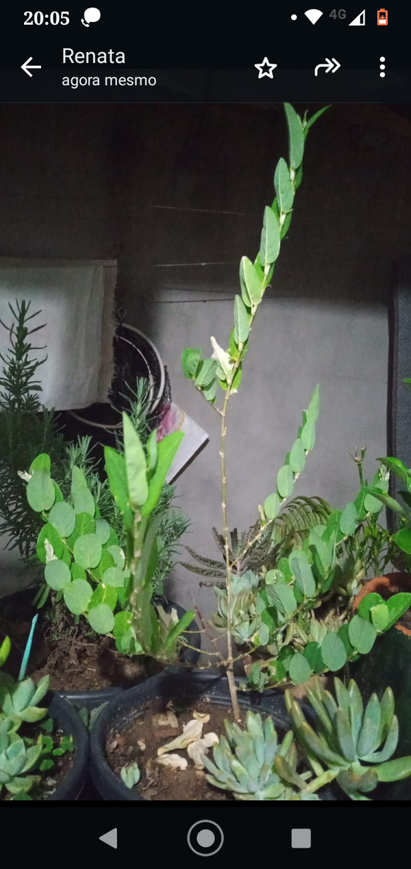 Identificação da planta Fruta-do-conde por foto