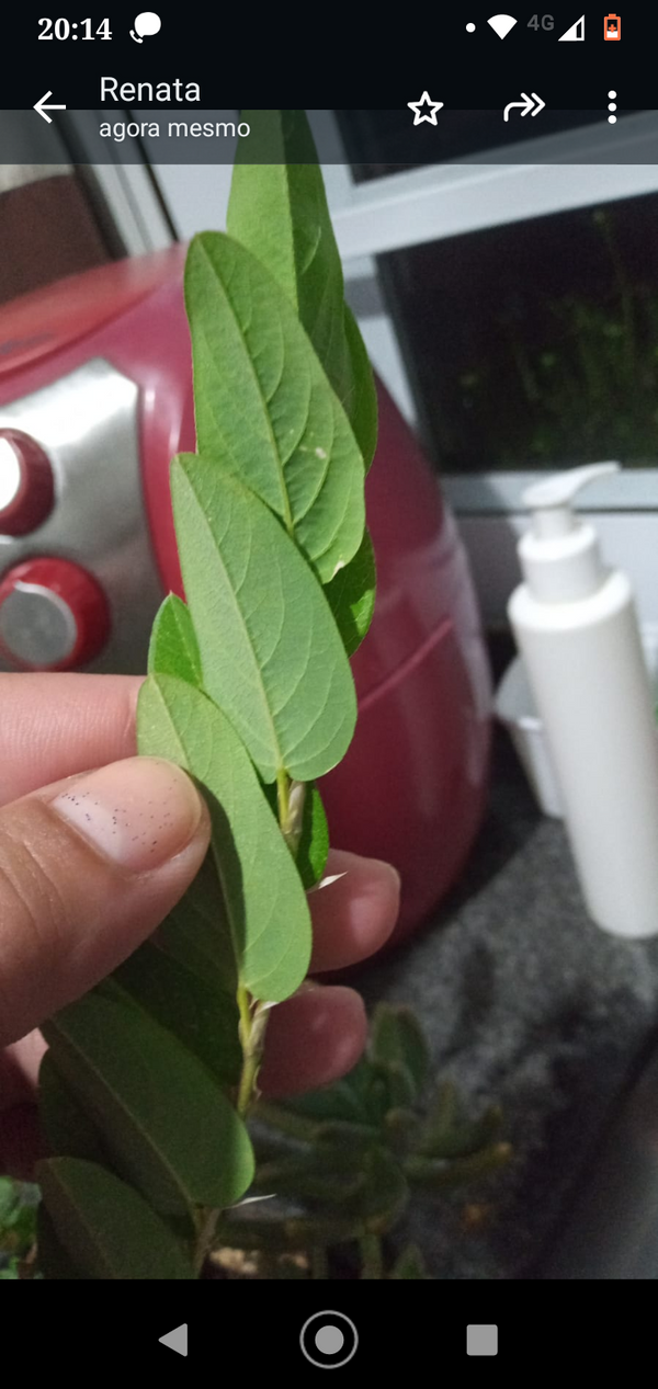 Identificação da planta Papudinha por foto