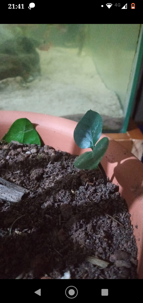 Identificação da planta Espinafre-indiano por foto