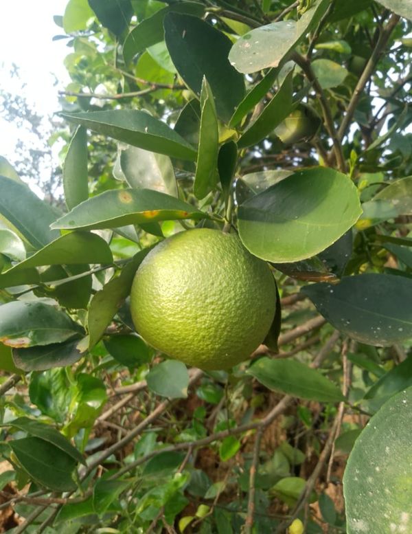 Identificação da planta Limão galego por foto
