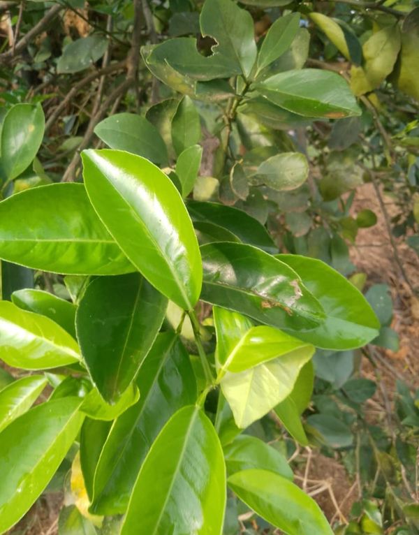 Identificação da planta Pomelo por foto