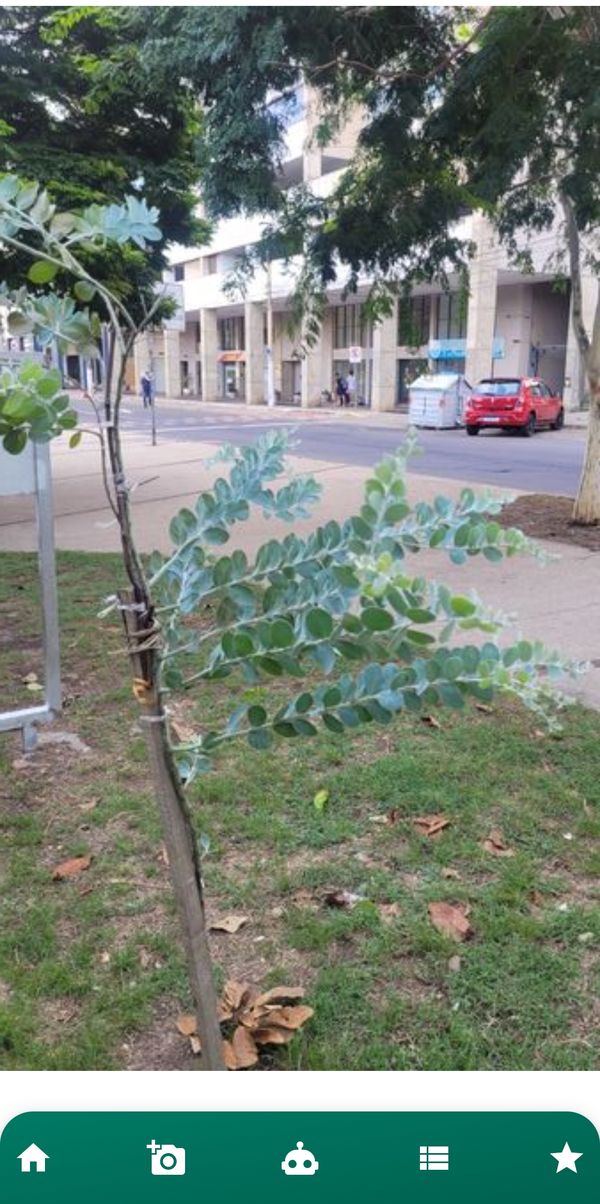 Identificação da planta Acácia-mimosa por foto