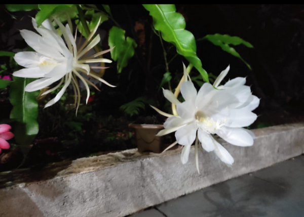 Identificação da planta Dama-da-Noite ou Cacto-Orquídea por foto