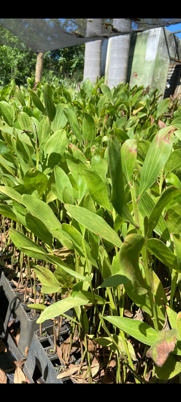 Identificação da planta Acácia-dourada por foto