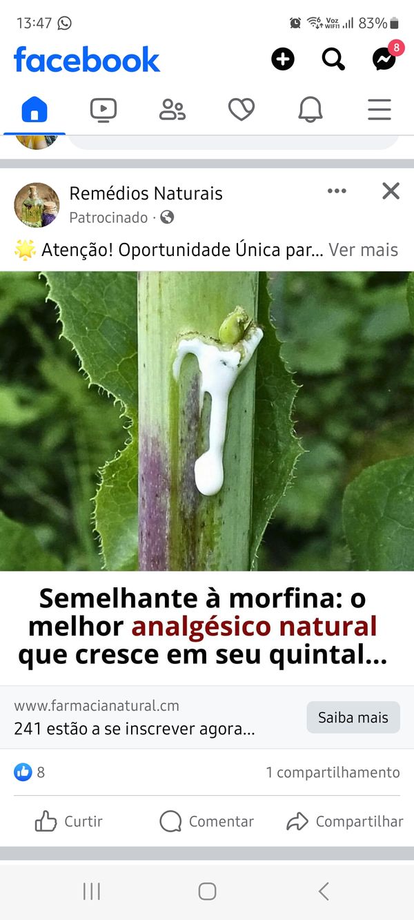 Identificação da planta Serralha por foto