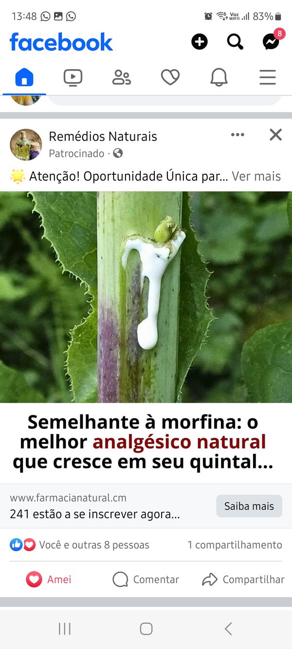 Identificação da planta Alface-selvagem por foto