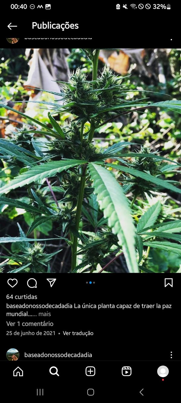 Identificação da planta Maconha por foto