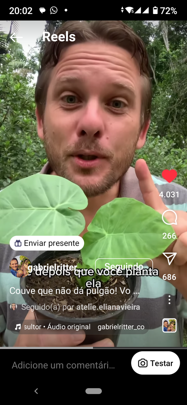 Identificação da planta Taioba gigante por foto