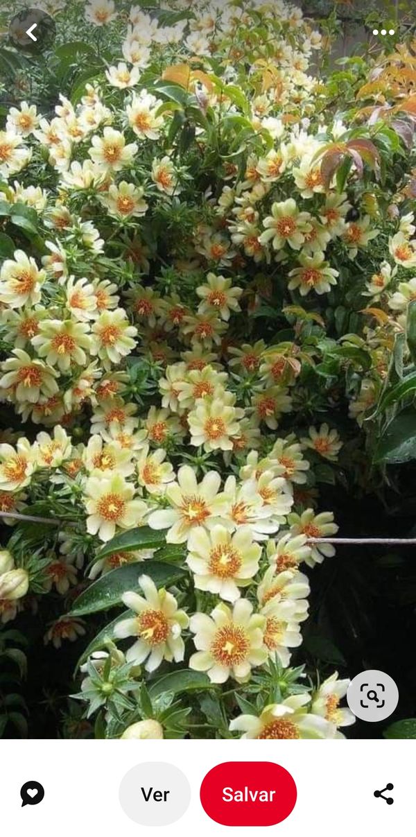 Identificação da planta Ora-pro-nóbis por foto
