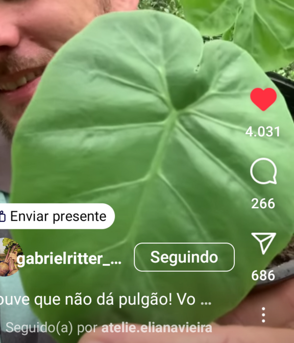Identificação da planta Alocásia por foto