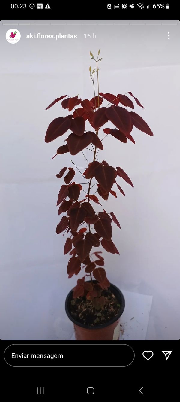Identificação da planta Árvore-do-fogo por foto