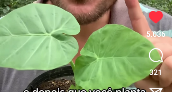 Identificação da planta Taioba gigante por foto