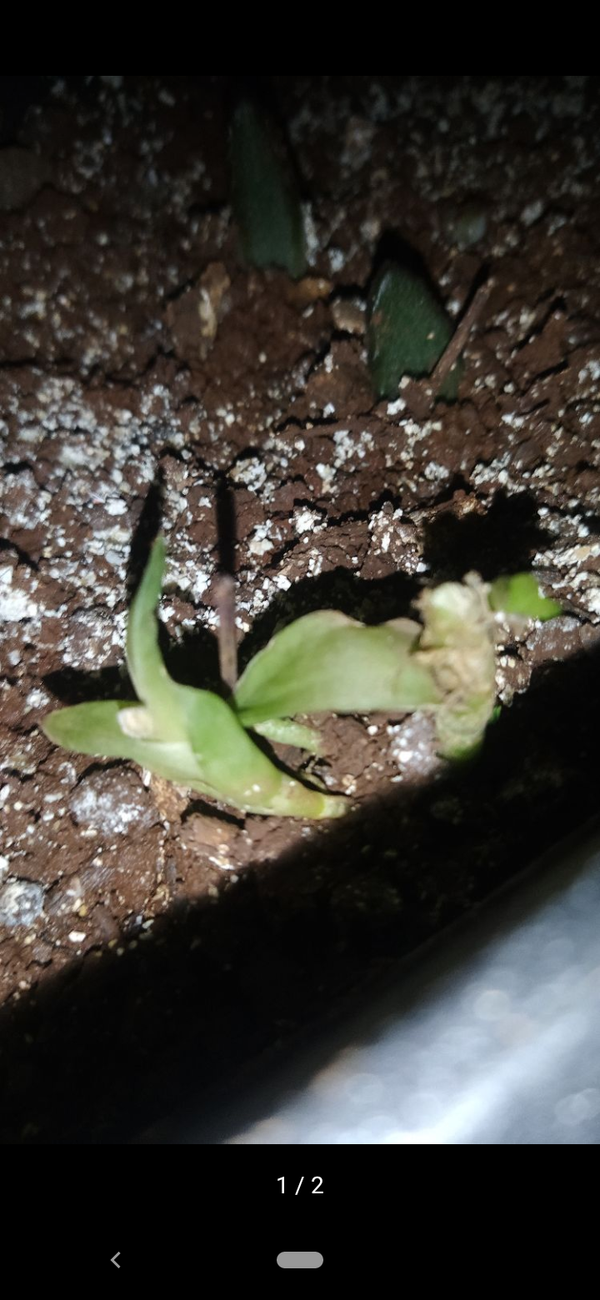 Identificação da planta Cacto estrela por foto