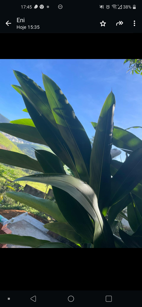 Identificação da planta Colônia por foto