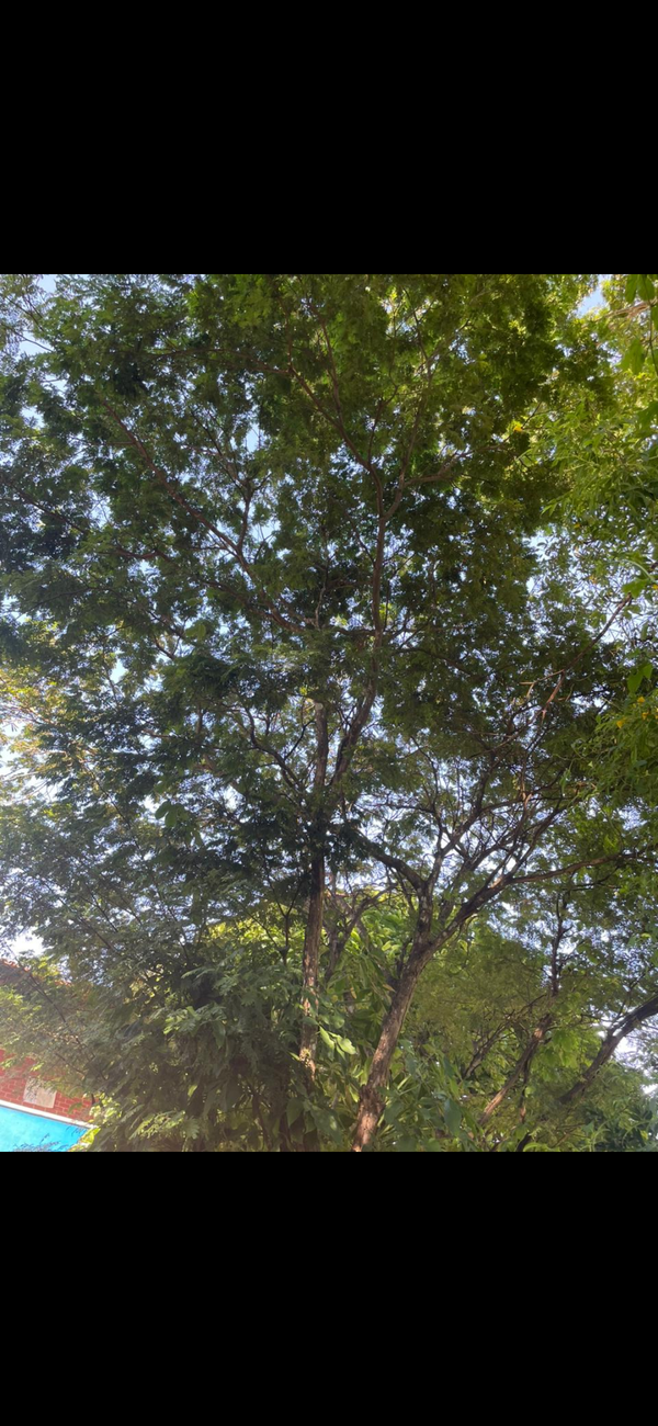 Identificação da planta Sibipiruna por foto