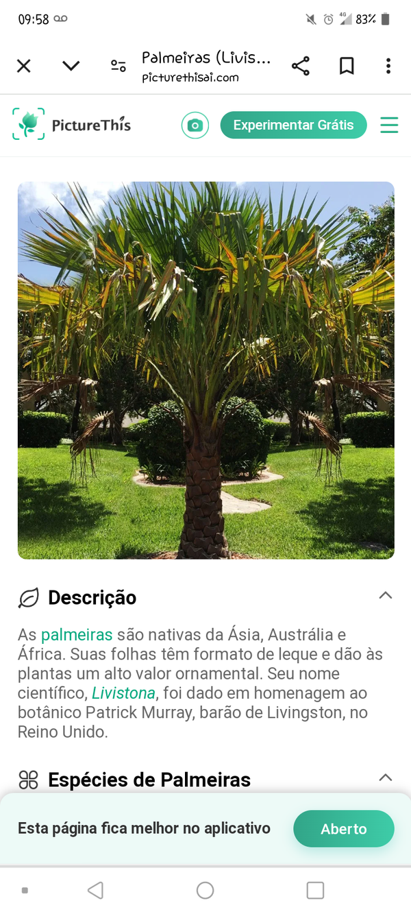 Identificação da planta Palmeira Leque da China por foto