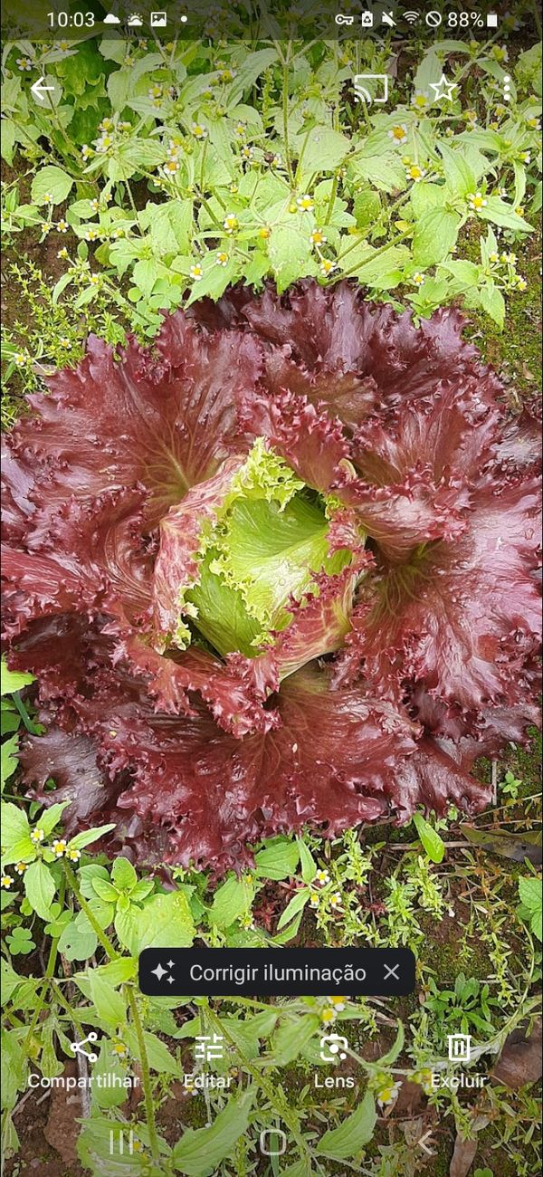 Identificação da planta Alface por foto