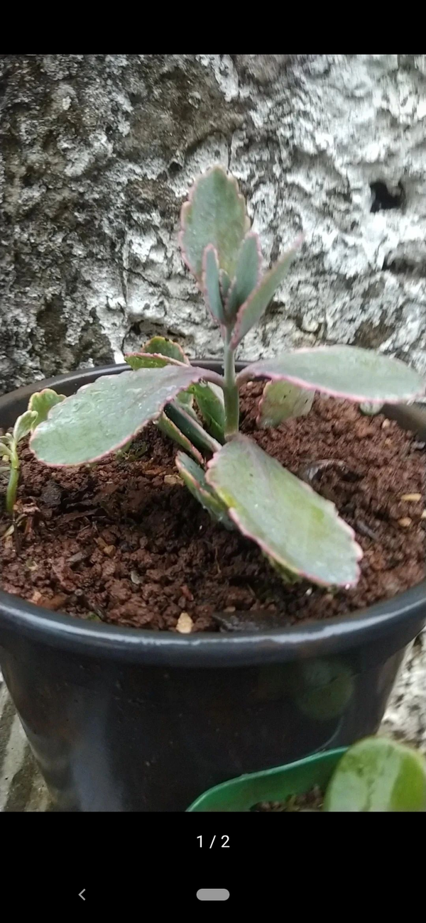 Identificação da planta Planta-panda por foto