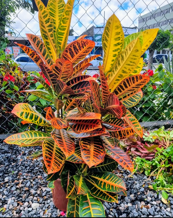 Identificação da planta Cróton por foto