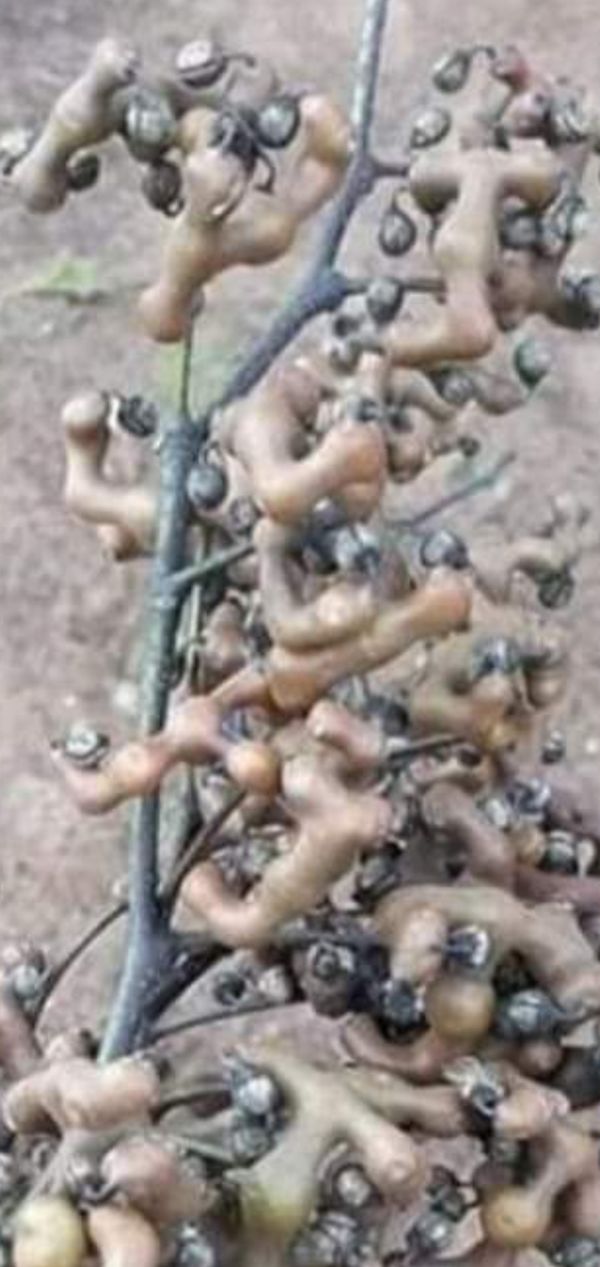 Identificação da planta Uva-do-japão por foto