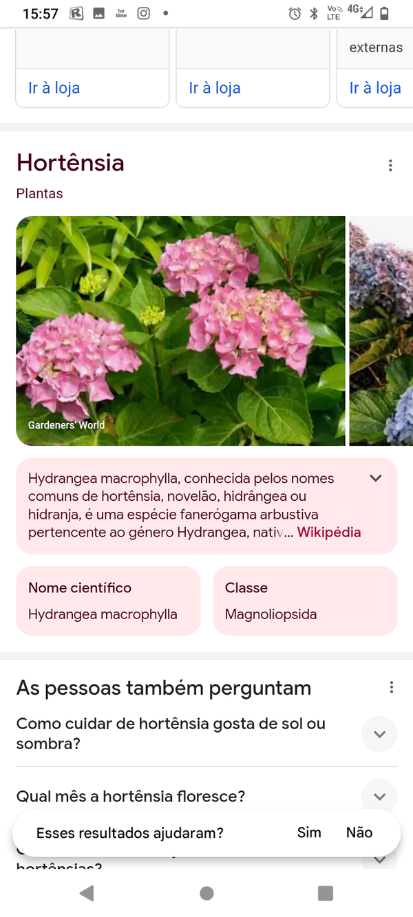 Identificação da planta Não há um nome popular amplamente reconhecido para "Anthyllis tejedensis" no Brasil por foto