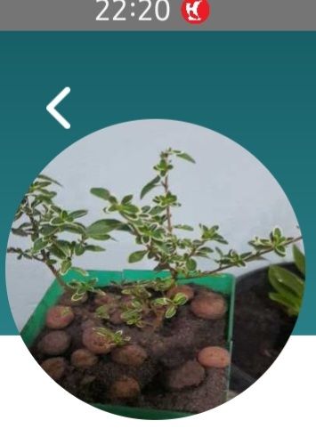 Identificação da planta Pitangueira-japonesa por foto